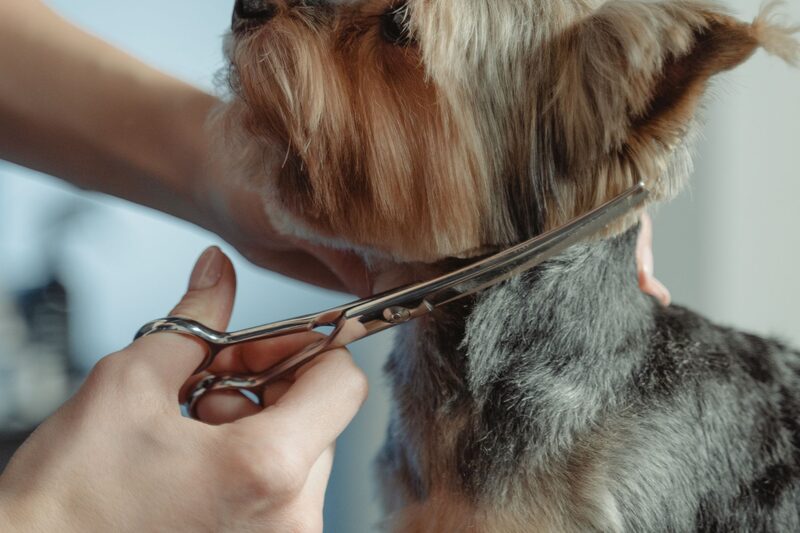A groomer's hands scissoring a dog's coat