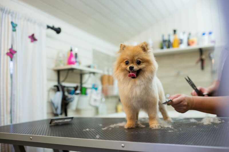 A small dog standing calmly on a grooming table