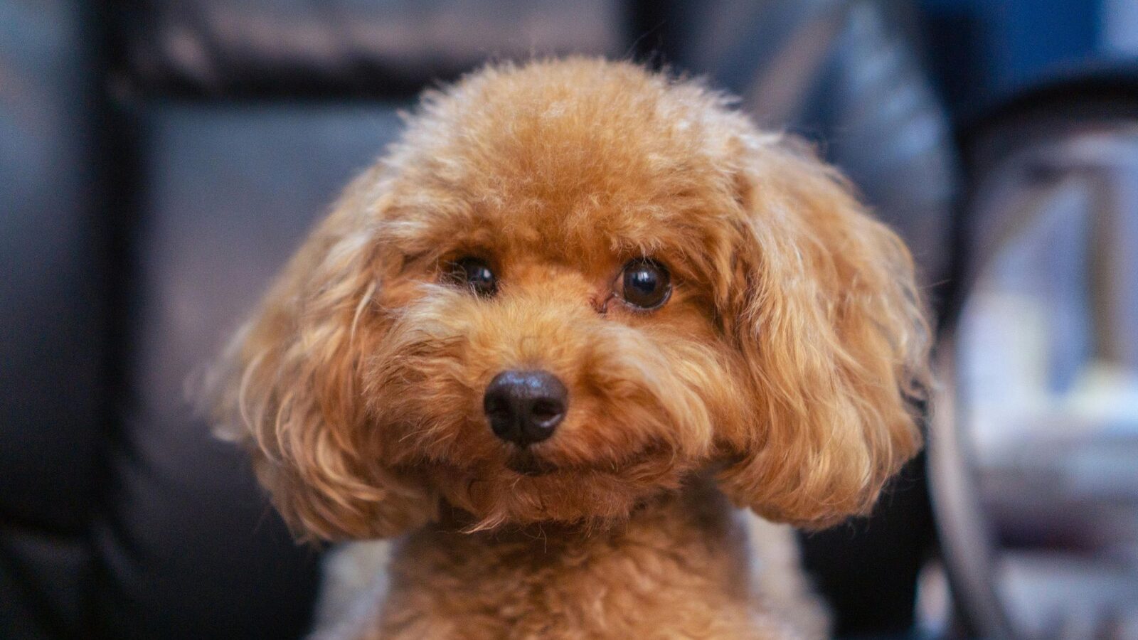 A well-groomed poodle sitting calmly