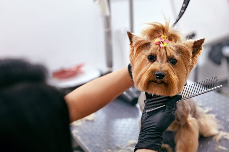A dog having its teeth brushed