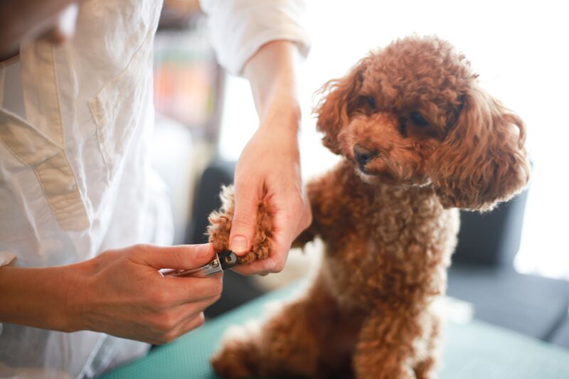 A dog's clean, trimmed paws